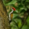 Datel zlatohrbety - Dinopium javanense - Common Flameback 2862